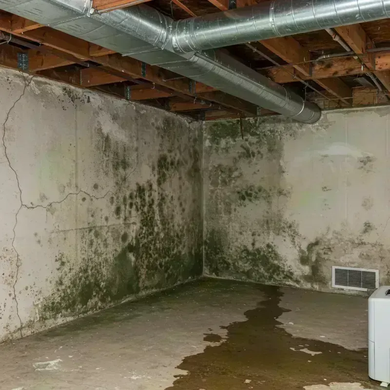 Professional Mold Removal in Jackson County, IN